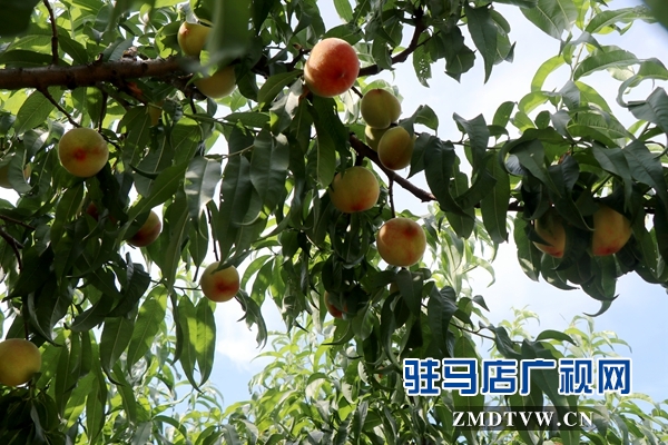 胡庙万亩桃园桃子大丰收却遇滞销难题