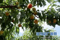 龙泉桃子丰收却滞销  桃农心急如焚求帮忙