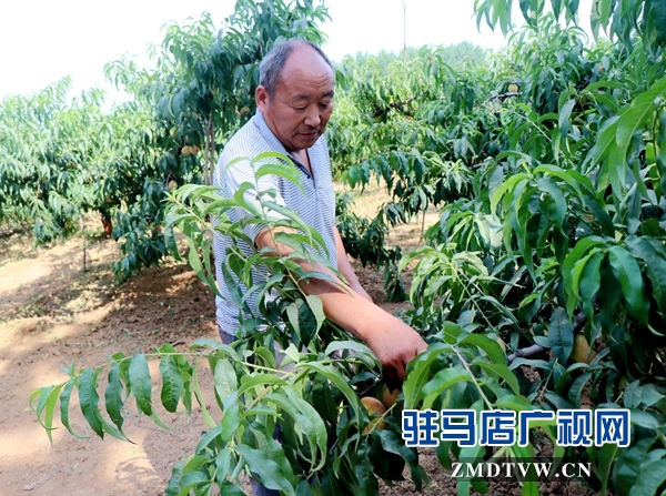 胡庙万亩桃园桃子大丰收却遇滞销难题