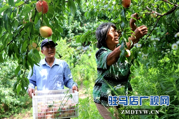 胡庙万亩桃园桃子大丰收却遇滞销难题