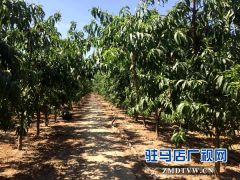 驿城区刘庄村10亩桃子成熟摘不完 市民采摘1斤1元