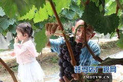 驻马店禾绿葡萄采摘园开园 葡萄尝鲜正当时