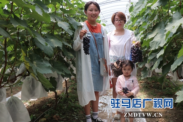 驻马店禾绿葡萄采摘园开园 葡萄尝鲜正当时