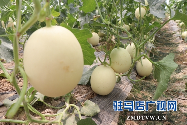驻马店禾绿葡萄采摘园开园 葡萄尝鲜正当时