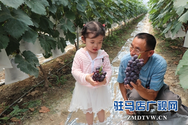 驻马店禾绿葡萄采摘园开园 葡萄尝鲜正当时