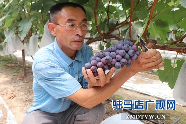 驻马店禾绿葡萄采摘园开园 葡萄尝鲜正当时