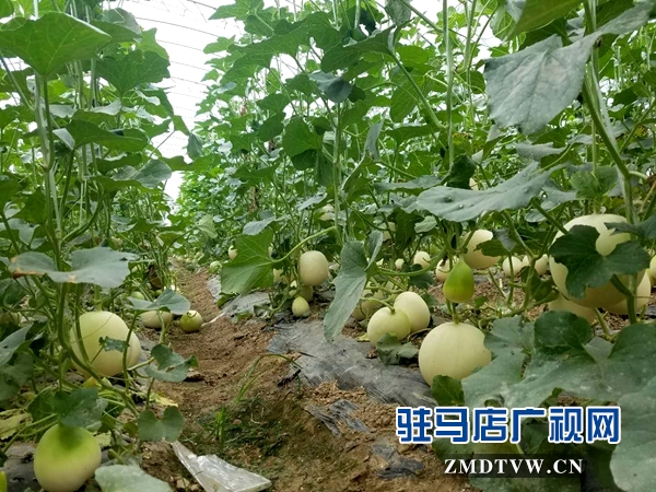 驿城区以技能培训拉动创业