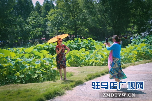 驻马店置地公园荷花盛开惹人醉
