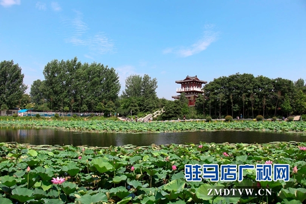 驻马店置地公园荷花盛开惹人醉