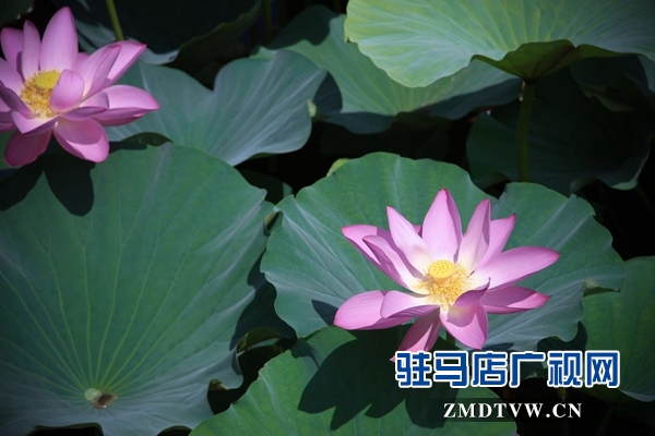 驻马店置地公园荷花盛开惹人醉