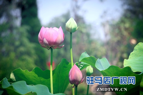 驻马店置地公园荷花盛开惹人醉