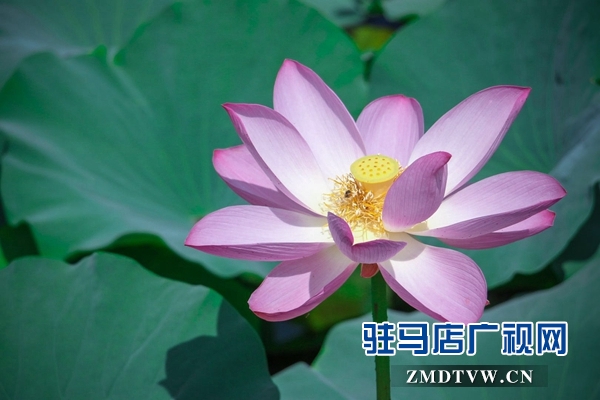 驻马店置地公园荷花盛开惹人醉