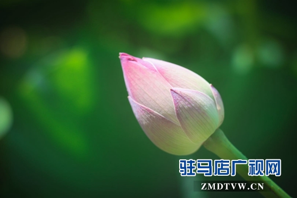 驻马店置地公园荷花盛开惹人醉