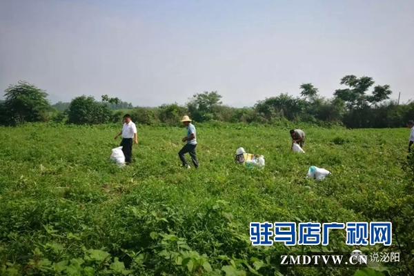 驻村第一书记肖江南下地卖西瓜