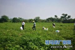 村民有事不在家  第一书记帮忙来卖瓜