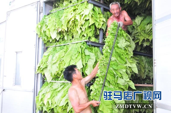 泌阳县郭集镇烤烟工作如火如荼