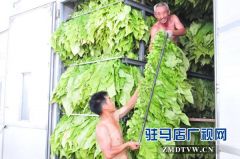 泌阳县郭集镇烤烟工作如火如荼