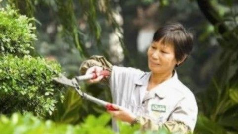 市园林部门修剪绿植迎盛会