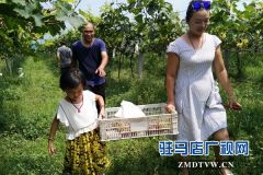 褚市魏庄：特色农业种植再添新活力