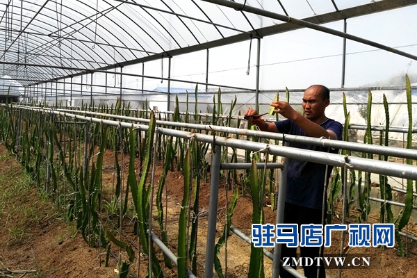 褚市魏庄：特色农业种植再添新活力