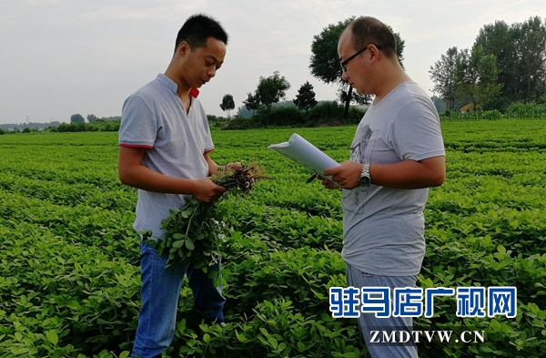 正阳：花生“保姆”为花生中后期管理做保障