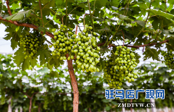 驿城区蚁蜂镇农民节•红酒文化季开幕在即
