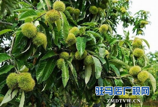 驿城区蚁蜂镇农民节•红酒文化季开幕在即