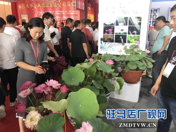 汝南展厅盆栽荷花首次亮相展会惹人爱