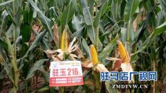 驻马店市农科院选育出优良玉米新品种
