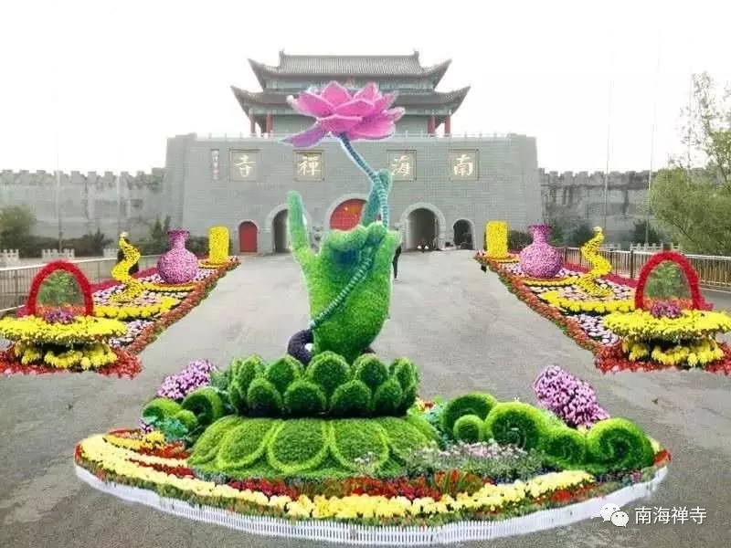 南海禅寺景区邀您金秋赏菊 品茶话禅