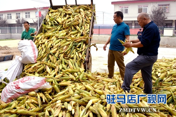 正阳：甜玉米“甜”了贫困户