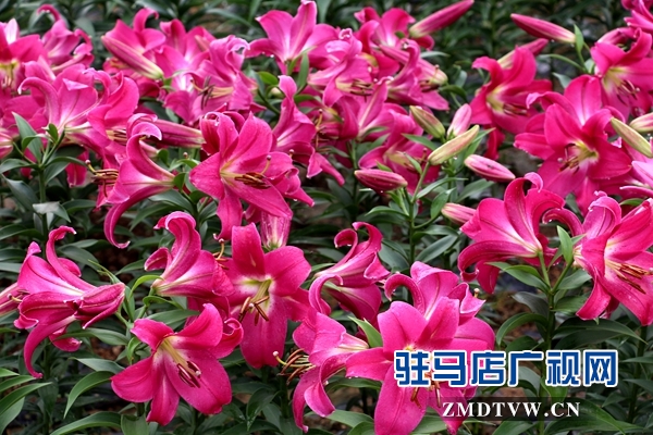 嵖岈山温泉小镇千亩百合将于9月22日正式开园