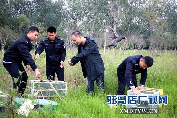500余只野生鸟类在正阳县清水湾得以重归自然