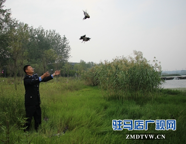 500余只野生鸟类在正阳县清水湾得以重归自然