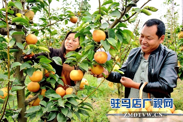 正阳县永兴镇：黄金梨结出“致富果”