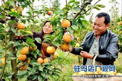 正阳县永兴镇：黄金梨结出“致富果”
