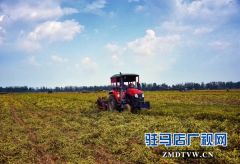 正阳县永兴镇：趁天抢时收花生