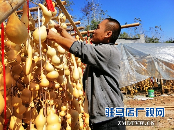 汝南农民赵广：“小葫芦”承载大梦想