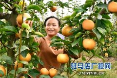 正阳县永兴镇：黄金梨助农致富