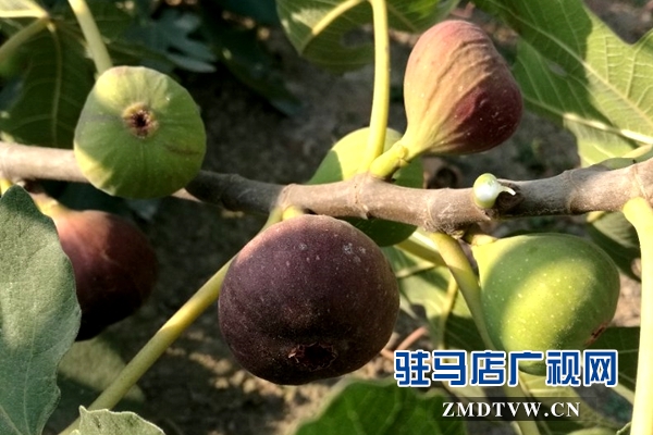 无花果为褚市果农开辟致富新路子