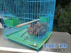 爱心市民救助珍惜鸟类丘鹬