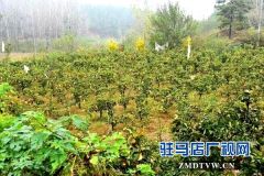 3000斤晚秋黄梨滞销愁坏果农 驻村“第一书记”请求社会帮助