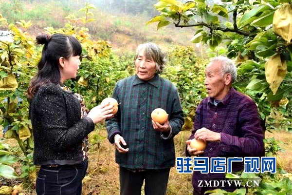 3000斤晚秋黄梨滞销愁坏果农 驻村“第一书记”请求社会帮助