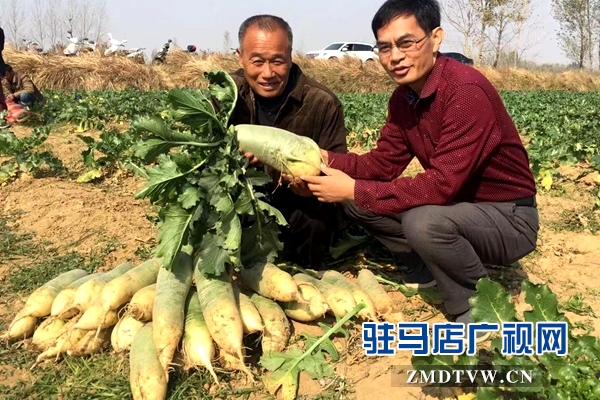 泌阳县闫洼村的水果萝卜开挖了
