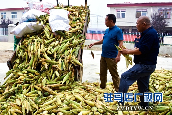 正阳：责任田“基地托管” 贫困户“坐地收钱”