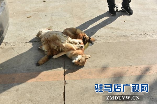 狗肉汤锅店老板夫妇白天卖狗肉，晚上用弩和毒镖盗狗