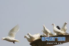 陈磊：养好“扶贫鸽” 大展“鸿鹄志”
