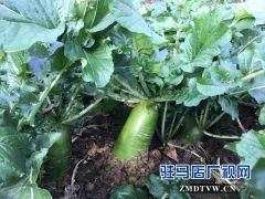 种上甜萝卜 摘下贫困帽
