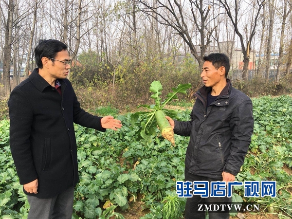 种上甜萝卜 摘下贫困帽