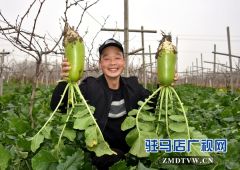 正阳县永兴镇：蔬菜丰收菜农笑